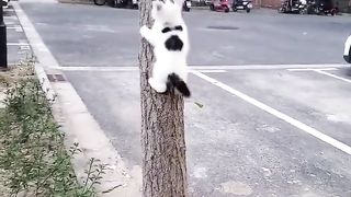 Little cats on tree