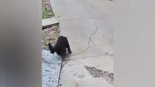 Funny  hilarious people video