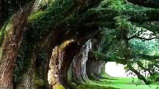 Nature 4k????♥️