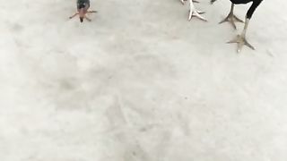 Myhens