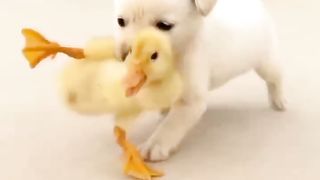 #Animal’s confusing behavior #Funny cute pets #Animal interesting things