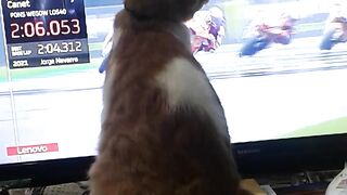 motoGP and Cat