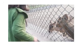 In the Company of Nature: Girl's Day with a Deer