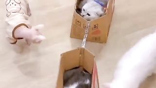 Cats Videos kitten cats