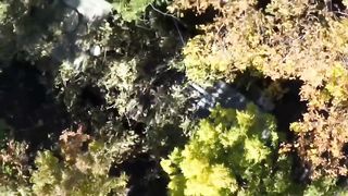 Ukrainian Strike Destroys Russian BM-21 MLRS in Donetsk City | RCF