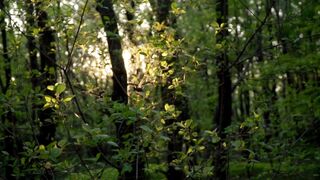 "La vie dans la nature : Capturer l'instant magique"