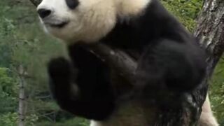 A Chinese panda, playing in a tree,like a kung fu panda