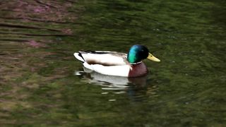 "Les quatre saisons de la nature : Un cycle sans fin"