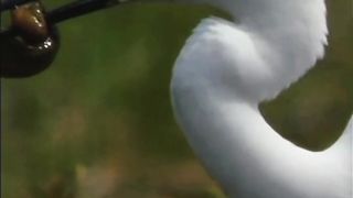 Most Beautiful Birds 51 | Meditation Video | Peaceful Nature | #nature #febspot