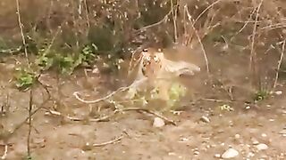 Lion hunting monkey 2