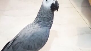I Love African Grey Smoke Parrots: Care and Beauty Revealed
