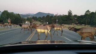 Caution, elk crossing