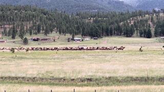Massive elk herd gathers during rut