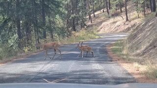 Mama deer and fawns block road