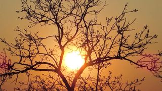 "Nature's Euphoria: A Visual Escape"