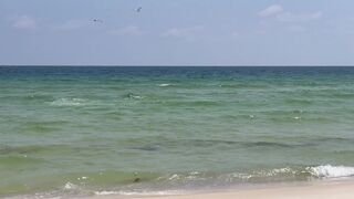 Beachgoers spot shark off shore chasing fish