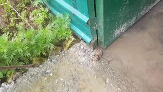 Helping a frog trapped in siding