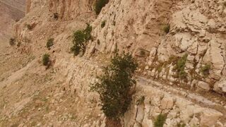 Amazing antelopes scale the rocks