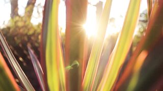 "Wild Horizons: A Visual Expedition into Nature"