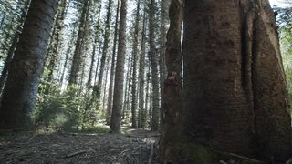 "Nature's Majesty: An Immersive Visual Odyssey"