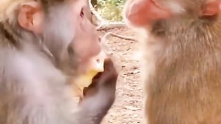 Funny Monkey Viral Video 10