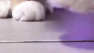 animal tiktok funny video