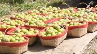 Fresh fruits of the year