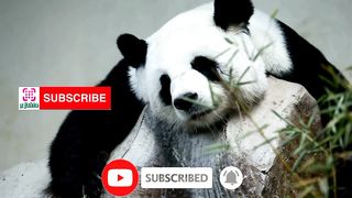 7 fakta tentang hewan panda. #videoviral #fyp #faktamenarik #hewan #panda
