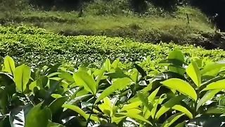 Eksotisnya Curug Cihanyawar Suegerrr Berrr
