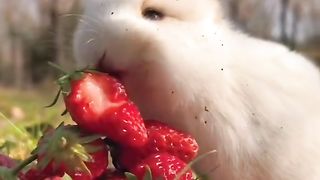 Pet 18
