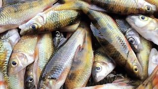 eating fresh fish from the river