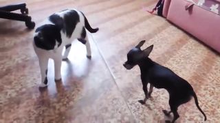 FUNNY ANIMALS ???? Funny cats