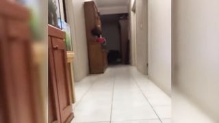 Hilarious Collection: Taking stock of those weird and funny animals, the dog’s face is lost and his stomach hurts from laughing
