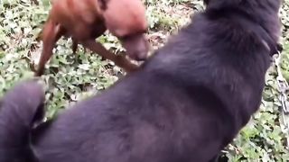 "Silly Dog's Confusing Behavior" #cutepet #funny