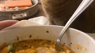 Cat Videos kitten Cat