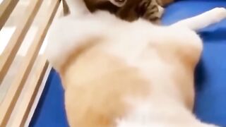 Funniest Cats and Dogs ---- Part 29
