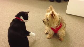 Funny animals to tears funny videos with cats