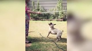 jokes with cats/funny videos 2020/laughed until I cried/