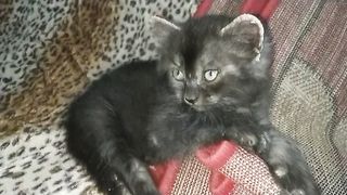 black persian- dome mixed kitten in action