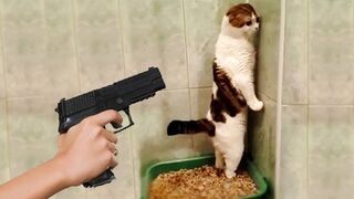 Funniest Cats and Dogs ---- Part 30