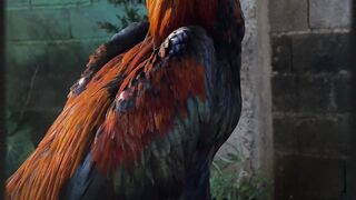Ayam bangkok