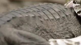 SNACK VS CROCODILE
