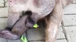 Funny Monkey Viral Video 11