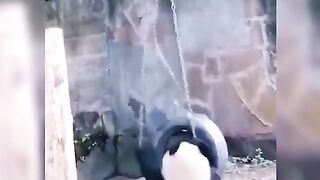 Funny panda moments #panda #fun