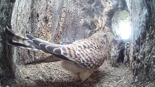 Kestrels overcome adversity as chicks hatch & grow