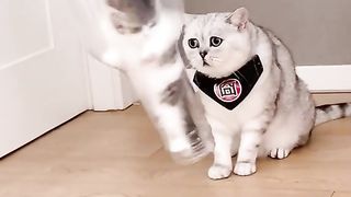 Baby Cat Stuck in the Bottle :pso cute