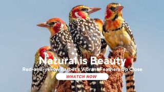 Red-and-yellow Barbet's Vibrant Feathers Up Close