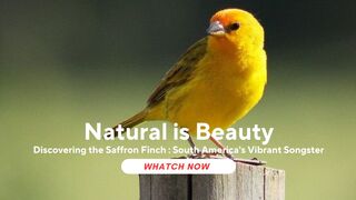 Discovering the Saffron Finch : South America's Vibrant Songster