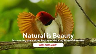 Discovering the Hidden Beauty of the King Bird-of-Paradise