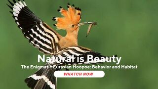 The Enigmatic Eurasian Hoopoe: Behavior and Habitat